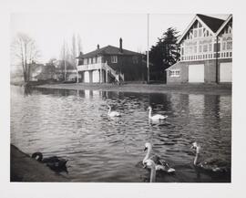 Photograph of Swans on the River